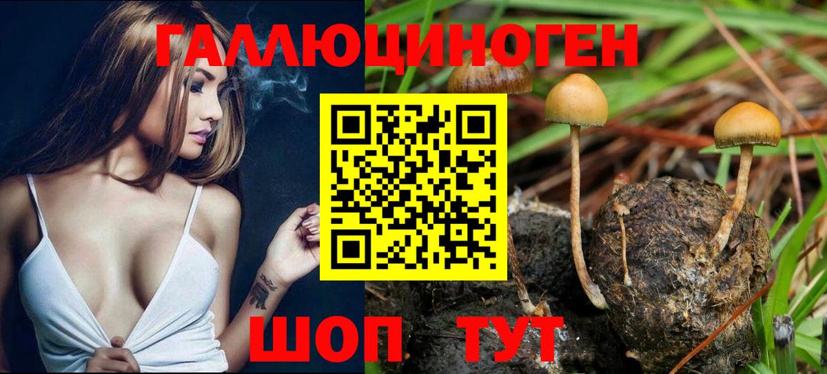 купить наркотики сайты  Галлюциногенные грибы Cubensis  Вход с VPN  Геленджик 