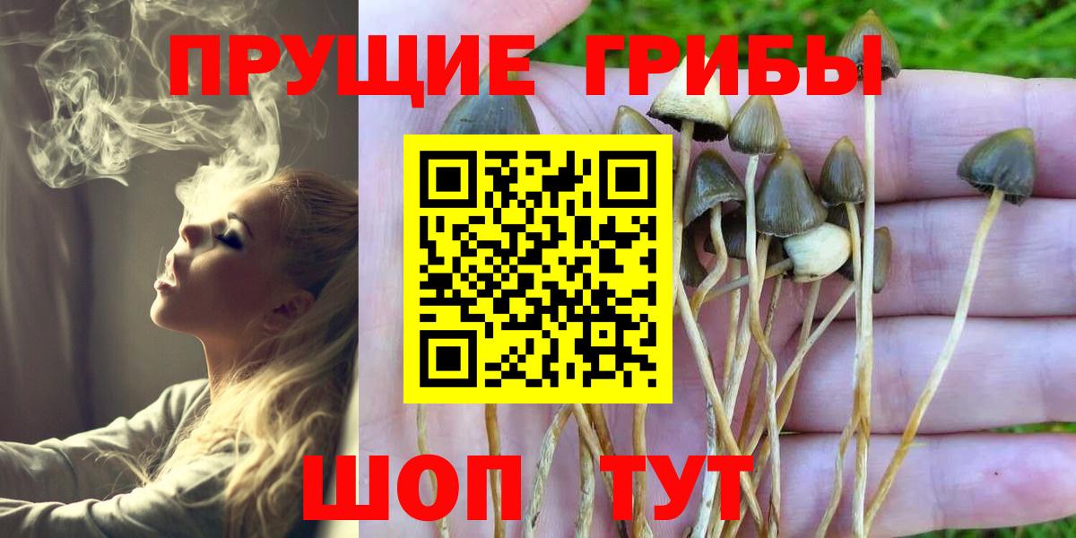 Псилоцибиновые грибы Psilocybe Геленджик